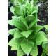Насіння Тютюн курильний Вірджинія 0,05 г Seedera
