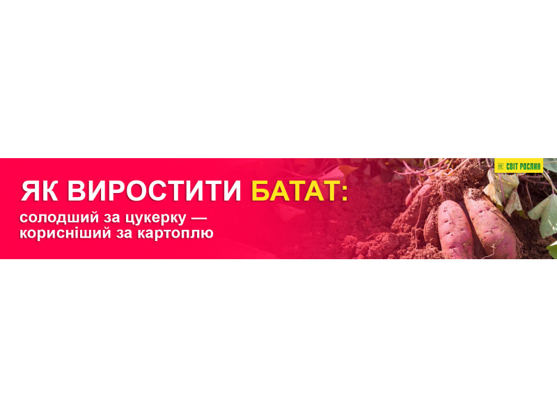 Як виростити батат: солодший за цукерку — корисніший за картоплю