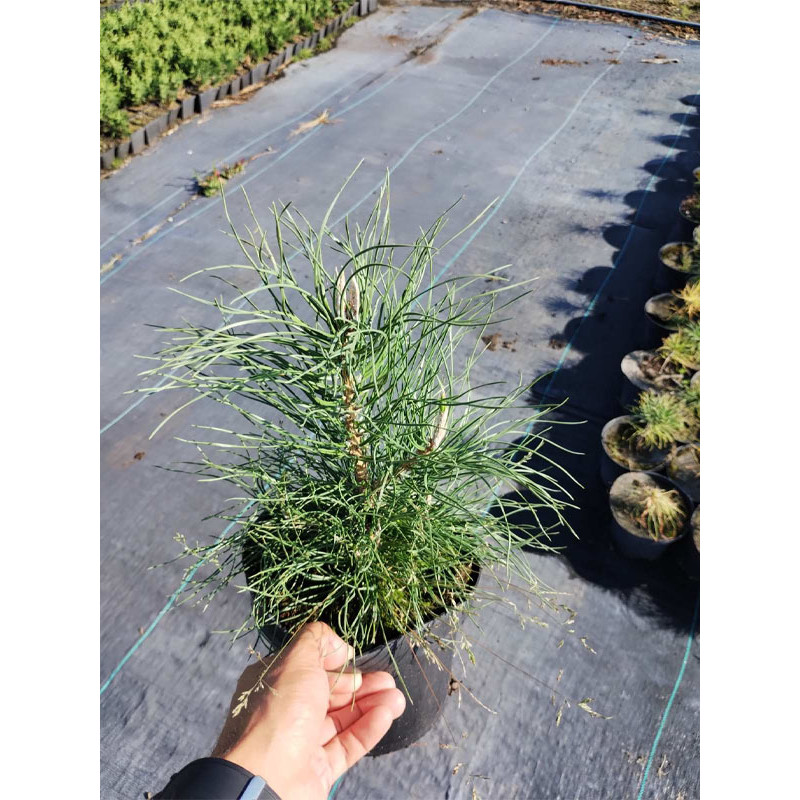 Сосна чорна Пірамідаліс (Pyramidalis) С2