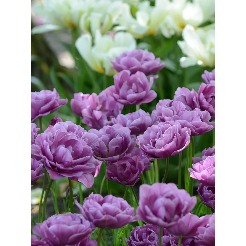 Тюльпан махровий-багатоквітковий Lilac Perfection 10/11