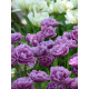 Тюльпан махровий-багатоквітковий Lilac Perfection 10/11