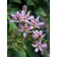 Трициртіс Macropoda