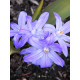 Хіонодокса Violet Beauty 4/5 (5 шт)