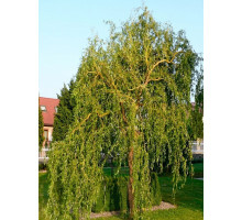 Верба Матсудана Matsudana С3