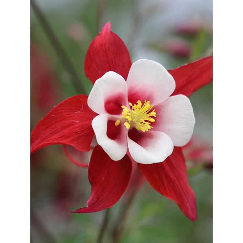 Аквілегія Crimson Star