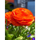 Лютик Orange 5/6