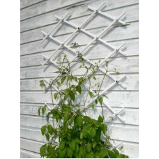 Шпалера садова декоративна Trellis 2 1,0 м х2,0 м Білий
