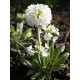 Примула Denticulata alba