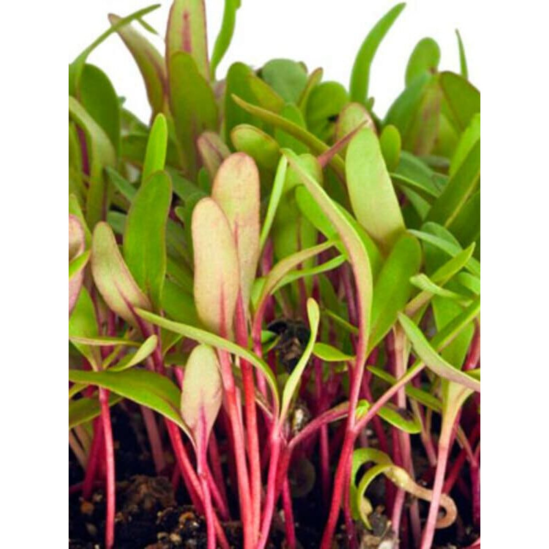 Семена микрозелени Мангольд микс 10 г Professional TM GL Seeds