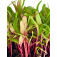 Семена микрозелени Мангольд микс 10 г Professional TM GL Seeds