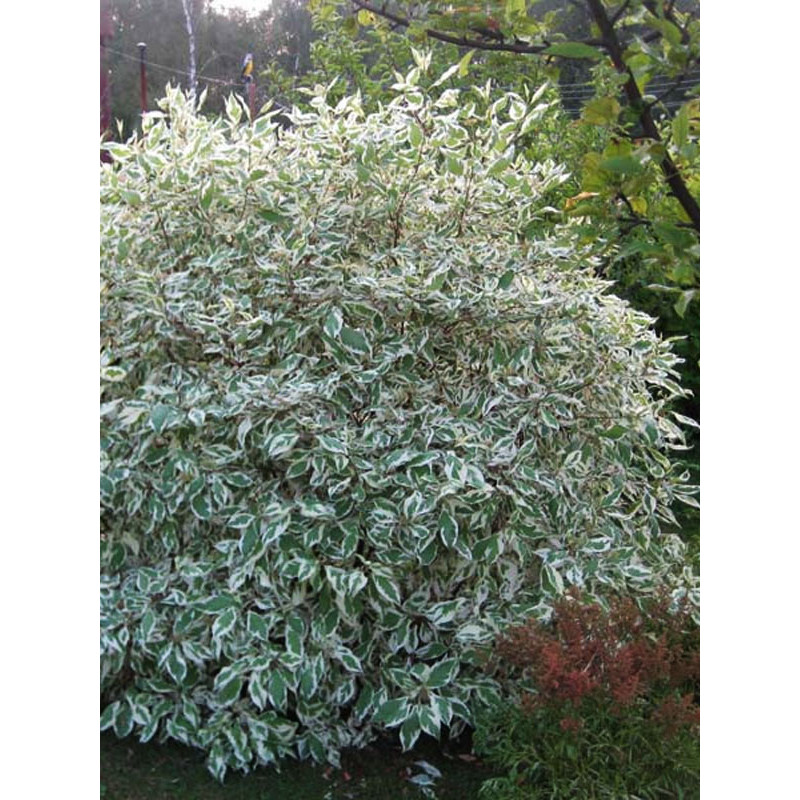Дерен білий Sibirica Variegata С3
