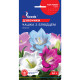 Насіння дзвоника Чашка з блюдцем 0,1 г