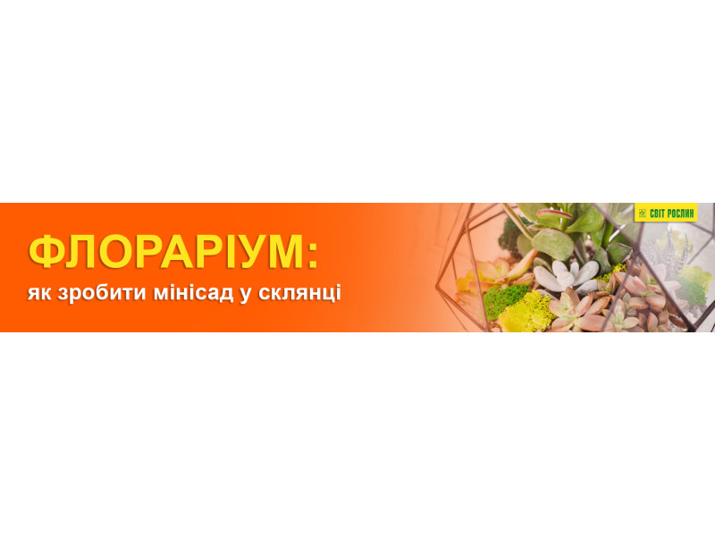 Флораріум: як зробити мінісад у склянці