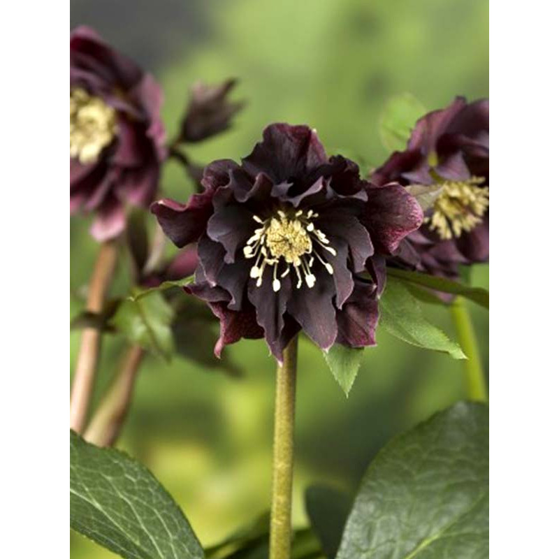 Хелеборус Double Ellen Purple