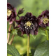 Хелеборус Double Ellen Purple