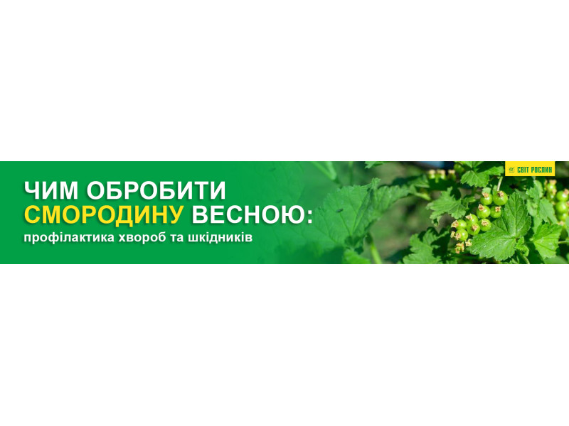 Чим обробити смородину весною: профілактика хвороб та шкідників