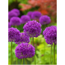 Алліум Purple Sensation
