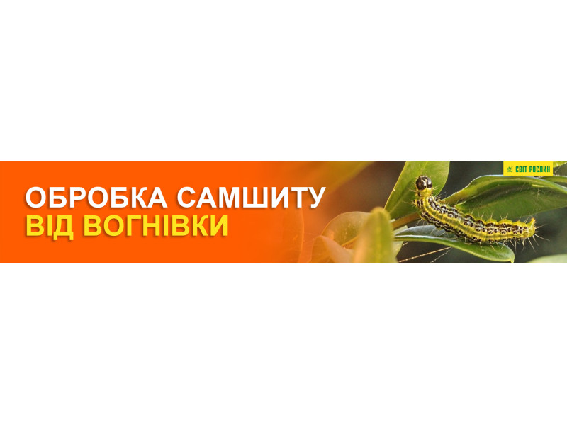 Обробка самшиту від вогнівки