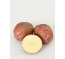 Насіннєва картопля Мирослава, 1-а репродукція, середньорання, 2,5 кг
