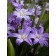 Хіонодокса Violet Beauty 4/5 (5 шт)