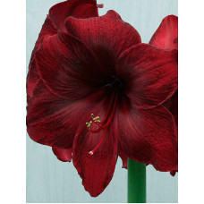 Гіпеаструм (Амариліс) Royal Velvet простий