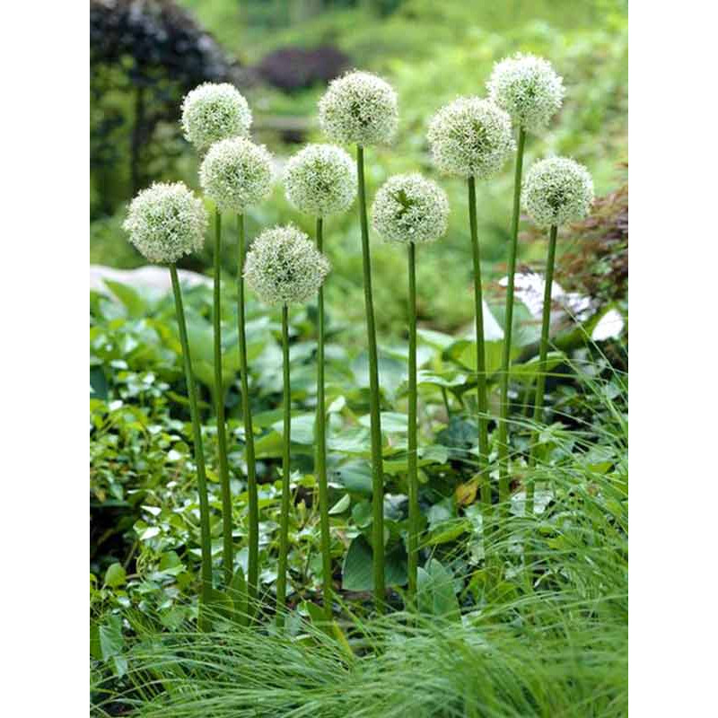 Алліум Hirtifolium Album 18/20