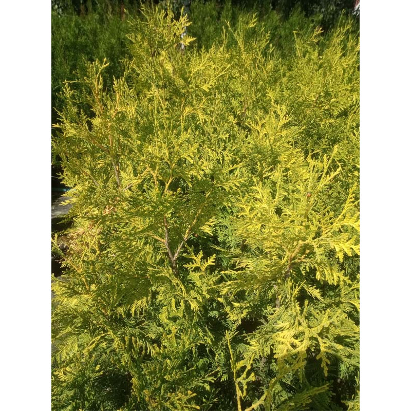 Туя западная Голден Брабант (Golden Brabant) Р9