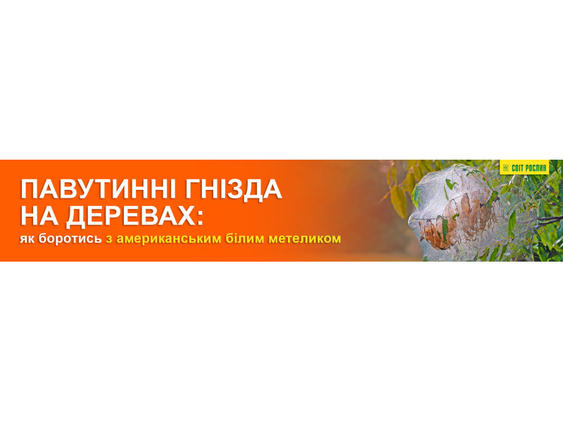 Павутинні гнізда на деревах – як боротись з американським білим метеликом