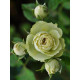 Роза Лавли Грин (Lovely Green) Флорибунда
