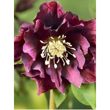Хелеборус Double Ellen Purple