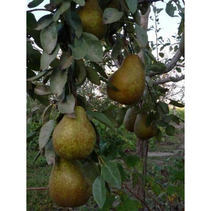 Груша Вижниця середньої