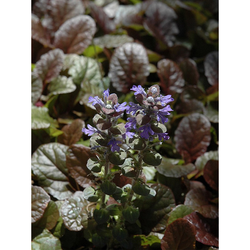 Горлянка (аюга) повзуча Purple Brocade Р9