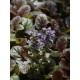 Горлянка (аюга) повзуча Purple Brocade Р9