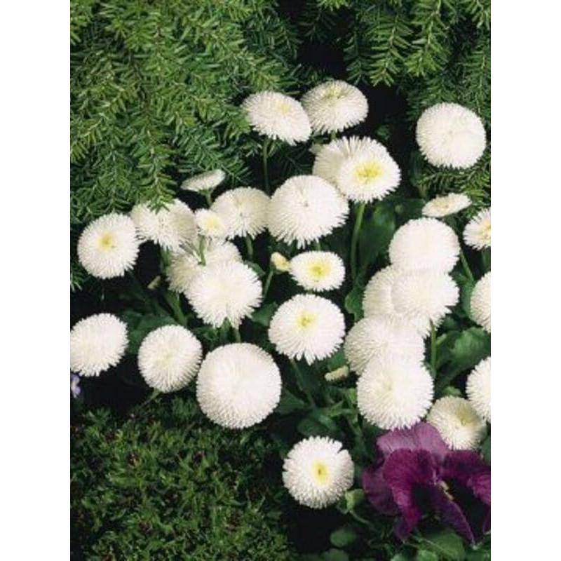 Маргаритка помповидна біла 0,1