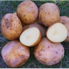 Картопля Електра 1 кг (1 репродукція), фракція 40-60