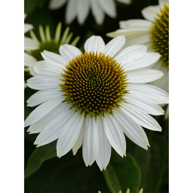 Ехінацея Purpurea White Swan