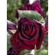Роза на штамбе Блек Баккара (Black Baccara) высота 1,4-1,6 м