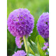 Примула Denticulata lilac