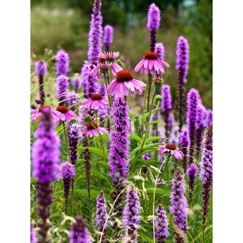 Ліатріс Spicata 8/10