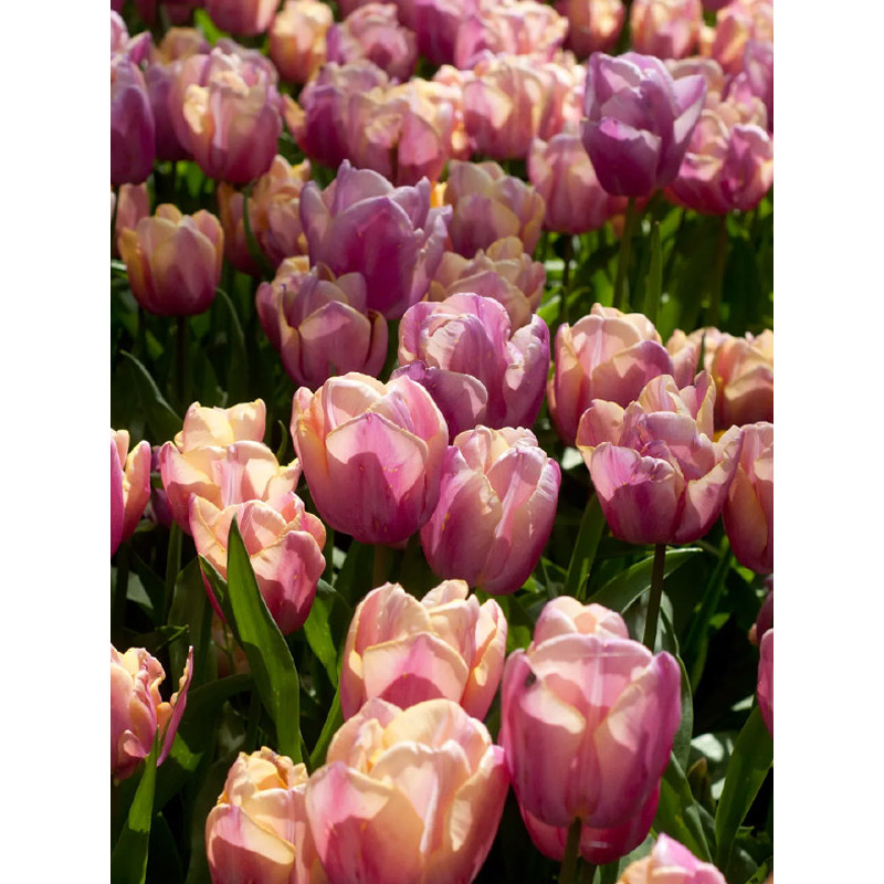 Тюльпан Тріумф Holland Beauty