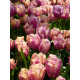 Тюльпан Тріумф Holland Beauty
