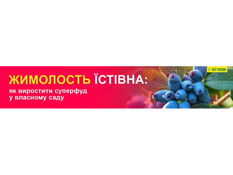 Жимолость їстівна: як виростити суперфуд у власному саду