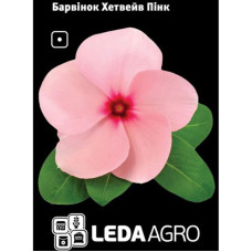 Барвінок Хетвейв Пінк рожевий 10 шт Leda Agro