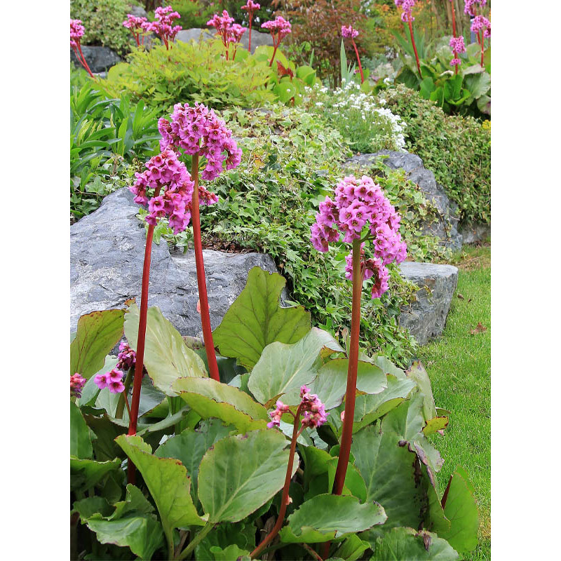 Бадан (Бергенія) Cordifolia