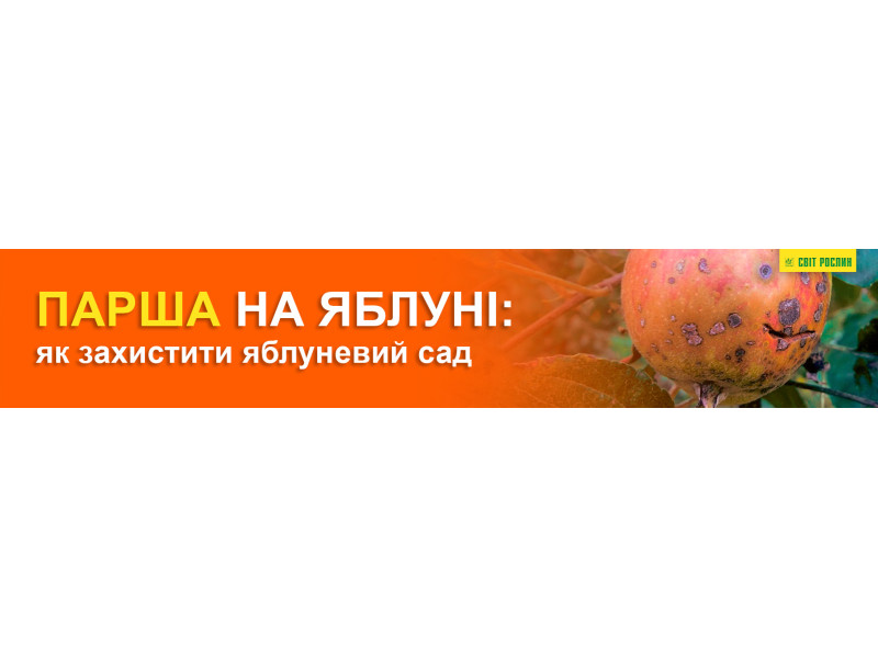 Парша на яблуні: як захистити яблуневий сад