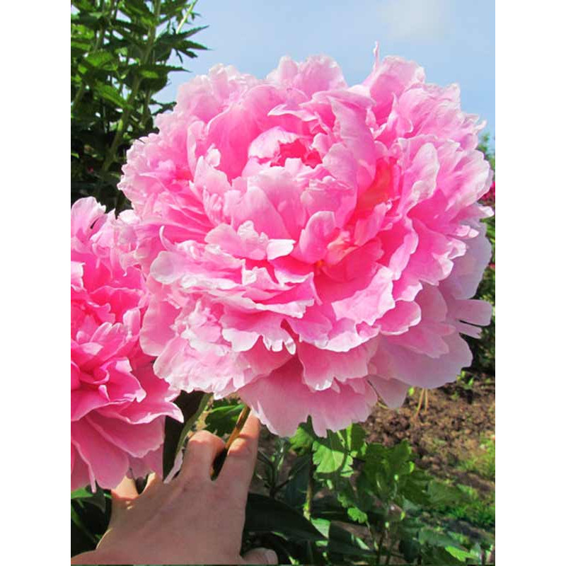 Півонія Трав’яниста Sarah Bernhardt Select 2/3 (1 шт)