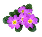 Примула