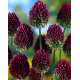 Алліум Sphaerocephalon