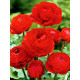 Лютик (ранунукулюс) Red 6/7