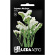 Насіння Кермек Айсберг білий 0,15 г LedaAgro